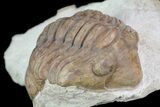 Unusual, Delphasaphus Trilobite - Russia #74037-2